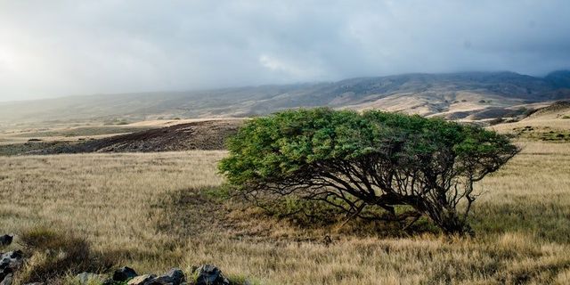 How to Become a Tree When You Die